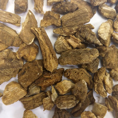Burdock Root (Arctium lappa)