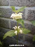 White Dead Nettle