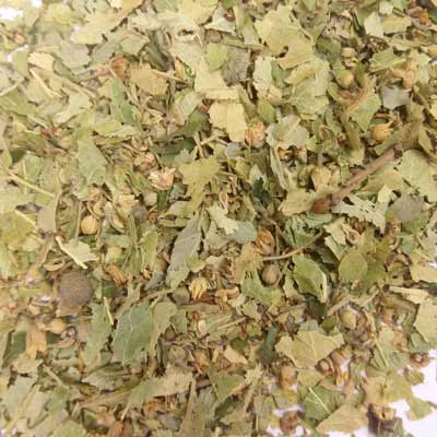 Limeflower (Tilia europea)