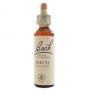Beech Flower Remedy