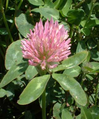 medical herbalist catriona gibson clinic in Glasgow